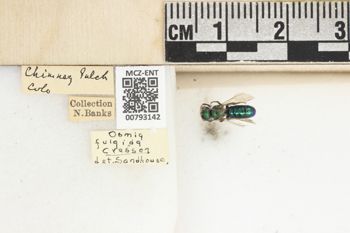 Media type: image;   Entomology 793142 Aspect: Labels